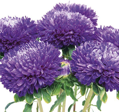 M-Tech Gardens Aster Seed(30 per packet)