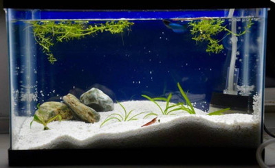 

Foodie Puppies Sugar Type Whi Laterite Planted Substrate(White)