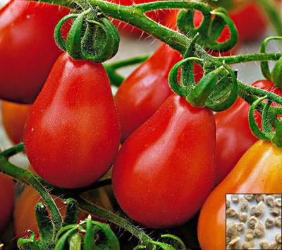 JustSeeds Exotic Red Pear Tomato Seeds Seed(20 per packet)