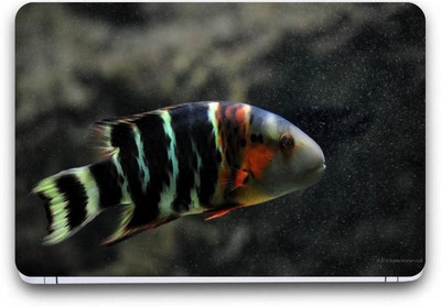 

PUNIX Fish Exclusive Laptop Skin Sticker Decal Wallpaper (15 Inch x 10 Inch) 4377 Vinyl Laptop Decal 15.6 For Dell, Lenovo, HP, Apple, Asus High Quality HD Printed Vinyl Laptop Decal 15.6