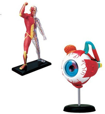 

4D Master Human Muscle & Skeleton & Eye Anatomy Model(Multicolor)