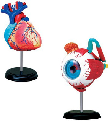4D Master Human Heart and Eye Ball Anatomy Models(Multicolor)