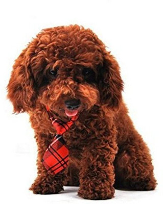 

Finbar Tie for Dog(Assorted, Multicolor