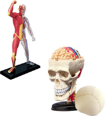 

4D Master Human Muscle(Multicolor)