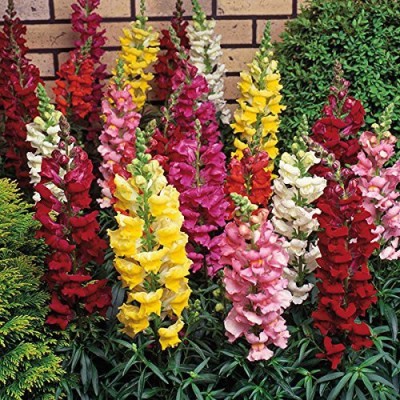 VibeX ™ HUA-463-Pacific ANTIRRHINUM/DOG Flower Seeds - Mix Color - F 1 Hybrid - Imported Seed(175 per packet)