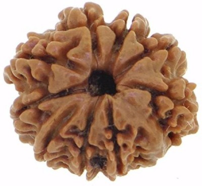 SHIVOHAM 9 Mukhi Nepali Rudraksha Lab certified Wood Necklace