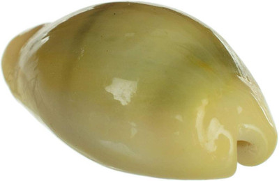 PMW Natural Lakshmi - Peeli Kodi - Kauri - Kowri - Cowry - Kaudi - Cowrie - Gavvalu - Loose Packed (Yellow ) - 11 Pieces Marble Yantra(Pack of 11)