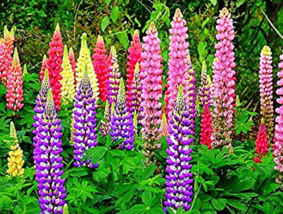 LIVE GREEN LUPIN FLOWER F1 HYBRID SEEDS (LIVE GREEN, lupin flower Seed(70 per packet)