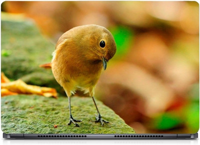 

punix Lovely Little Bird Exclusive High Quality Laptop Decal, laptop skin sticker 15.6 inch (15 x 10) Inch new Vinyl Laptop Decal 15.6