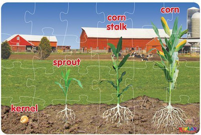 King International Corn Life Cycle Floor Puzzle (24 Pieces)(24 Pieces)