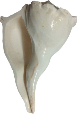 Aadigange Shankh Dakshinavarti 6inch Decorative Shankh(White)