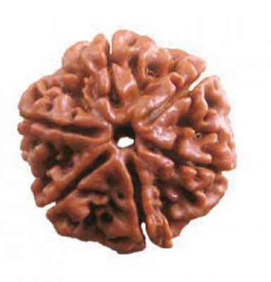 Astrogalaxy Astrogalaxy Certified Natural Six Mukhi (6 face) Rudraksha With Lab Tested Certificate Wood Pendant