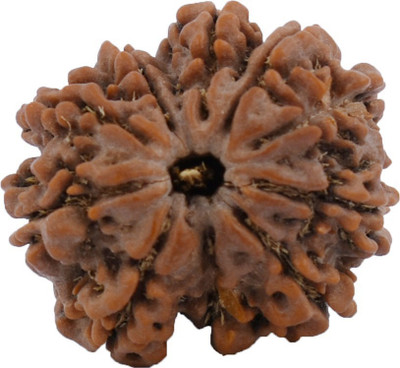 Gems Jewels Online 10 Mukhi Rudraksha Beads Wood Locket