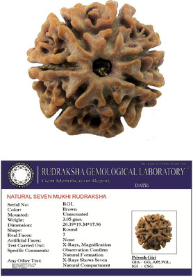 SHIVOHAM Nepal 7 Mukhi Rudraksha With Lab Certificate Wood Pendant
