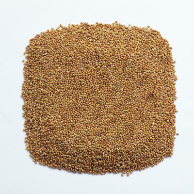 

PAXIDAYA PAXIDAYA BIRD FOOD KANGI Vegetable 0.5 kg Dry Bird Food