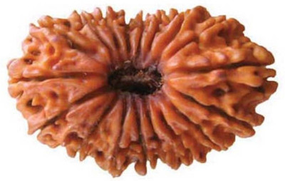 Aadigange 11 Mukhi Rudraksha Wood