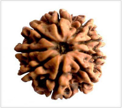 Aadigange 9 Mukhi Original Rudraksha Wood