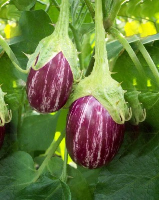 BIOBLOOMS Gardening VILOT BRINJAL Seeds 1 Pack Bio_50 Seed(1 per packet)