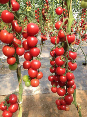 FRESH SEEDS red tomato seed Seed(25 per packet)