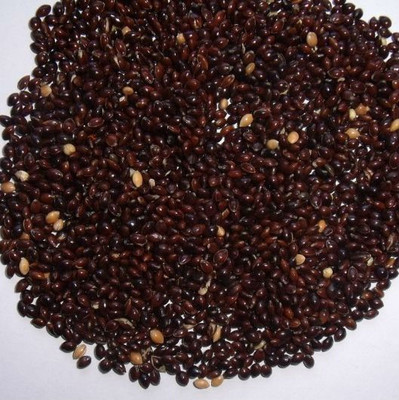 

Kolkata Orchid Online Purple Majesty Black MILLET Seeds, Best for Garden and Bird Feeding, 100Gram Fresh Seeds 100 g Dry Bird Food