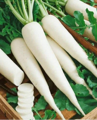 sporos RADISH Seed(25 per packet)