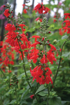 sporos SALVIA BONFIRE Seed(50 per packet)