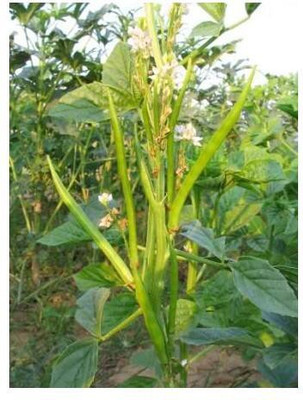 sporos CLUSTER BEANS Seed(10 per packet)