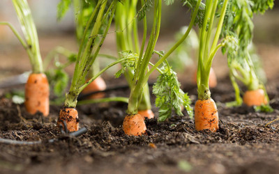 sporos CARROT Seed(25 per packet)