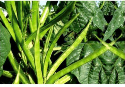 Paudha CLUSTER BEANS Seed(10 per packet)