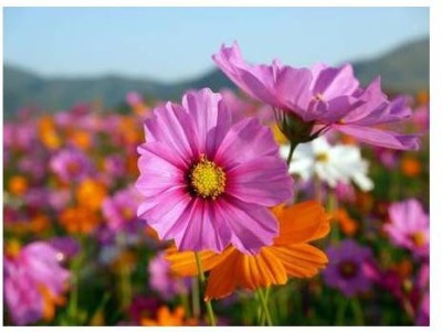 sporos COSMOS Seed(25 per packet)