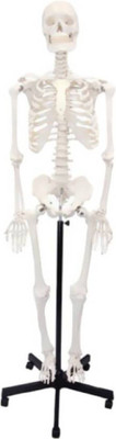 

ASI Human Skeleton Articulated Fiber Model Without Stand - (White)(White)