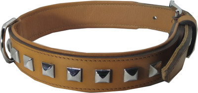 

Fantastic Dog Dog Everyday Collar(, Yellow