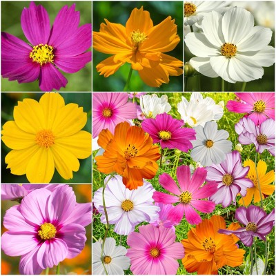 LIVE GREEN Seeds Plant Garden COSMOS FLOWER F1 HYBRID SEEDS Seed(50 per packet)