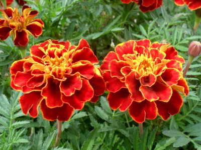 LIVE GREEN Seeds Plant Garden MARIGOLD JAFRI FLOWER F1 HYBRID SEEDS Seed(50 per packet)