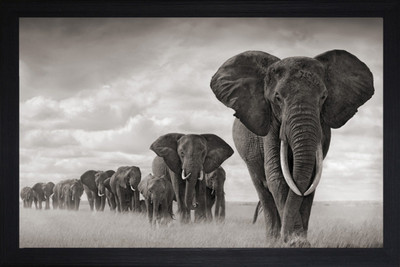 saf Elephants Large Synthetic Framed UV Digital Reprint 14 inch x 20 inch Painting(With Frame)