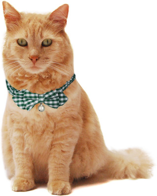 

PUPPY LOVE Strip-on Collar for Cat(Green & White