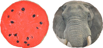 

Deals India 3D Creative Plus Squishy Fruit pillow Back Cushion - watermelon (35 cm) and india Animal 3D print cushion - Elephant (35 cm ) set of 2 - 35 cm(Multicolor)
