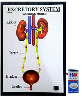 

Melody's Excretory System with Light Biology Project Educational Electronic Hobby Kit