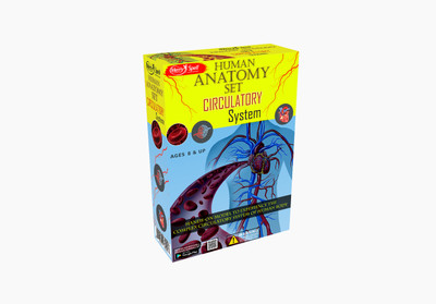 

MERRYSPELL HUMAN ANATOMY SET CIRCULATORY SYSTEM(Yellow)