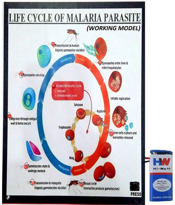 

Melody's Life Cycle of Malaria Parasite Working Model Science Project Educational Electronic Hobby Kit