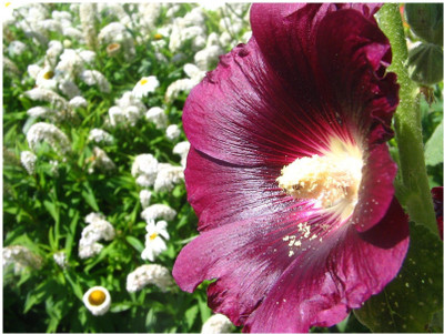 ZONATO Flower seeds Hollyhock Flower best quality` Seed(150 per packet)