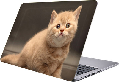 

LUCANT cat Laptop Sticker 15.6 inch-Premium Quality, UV Printed, Laminated, Bubble Free, Scratchproof Laptop Skin-243 Vinyl Laptop Decal 15.6