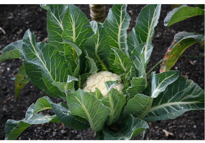 sporos CAULIFLOWER Seed(50 per packet)