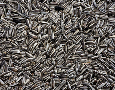 JD SON EXPORT QUALITY SUNFLOWER Vegetable 500 g Dry Bird Food