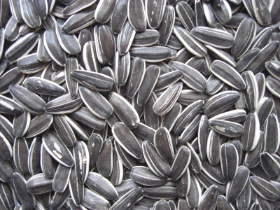 

JD SON EXPORT QUALITY SUNFLOWER Vegetable 1500 g Dry Bird Food