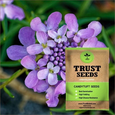 TrustBasket Candytuft Seeds (OP) Seed(20 per packet)