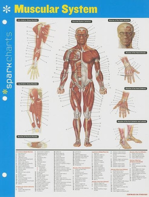 Muscular System SparkCharts(English, Hardcover, SparkNotes)