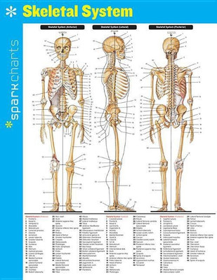 Skeletal System SparkCharts(English, Hardcover, SparkNotes)