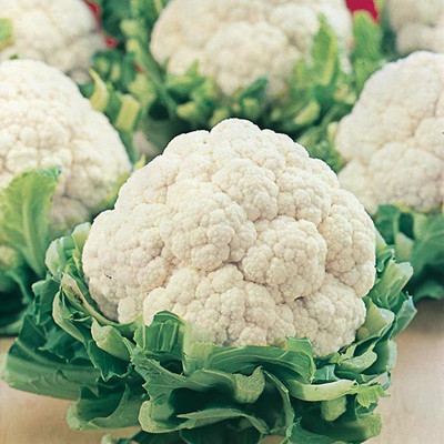 Paudha CAULIFLOWER Seed(25 per packet)