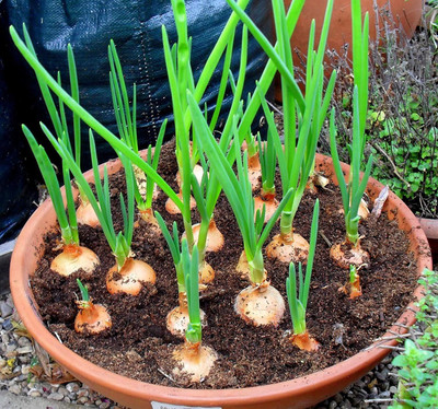 Paudha ONION Seed(50 per packet)